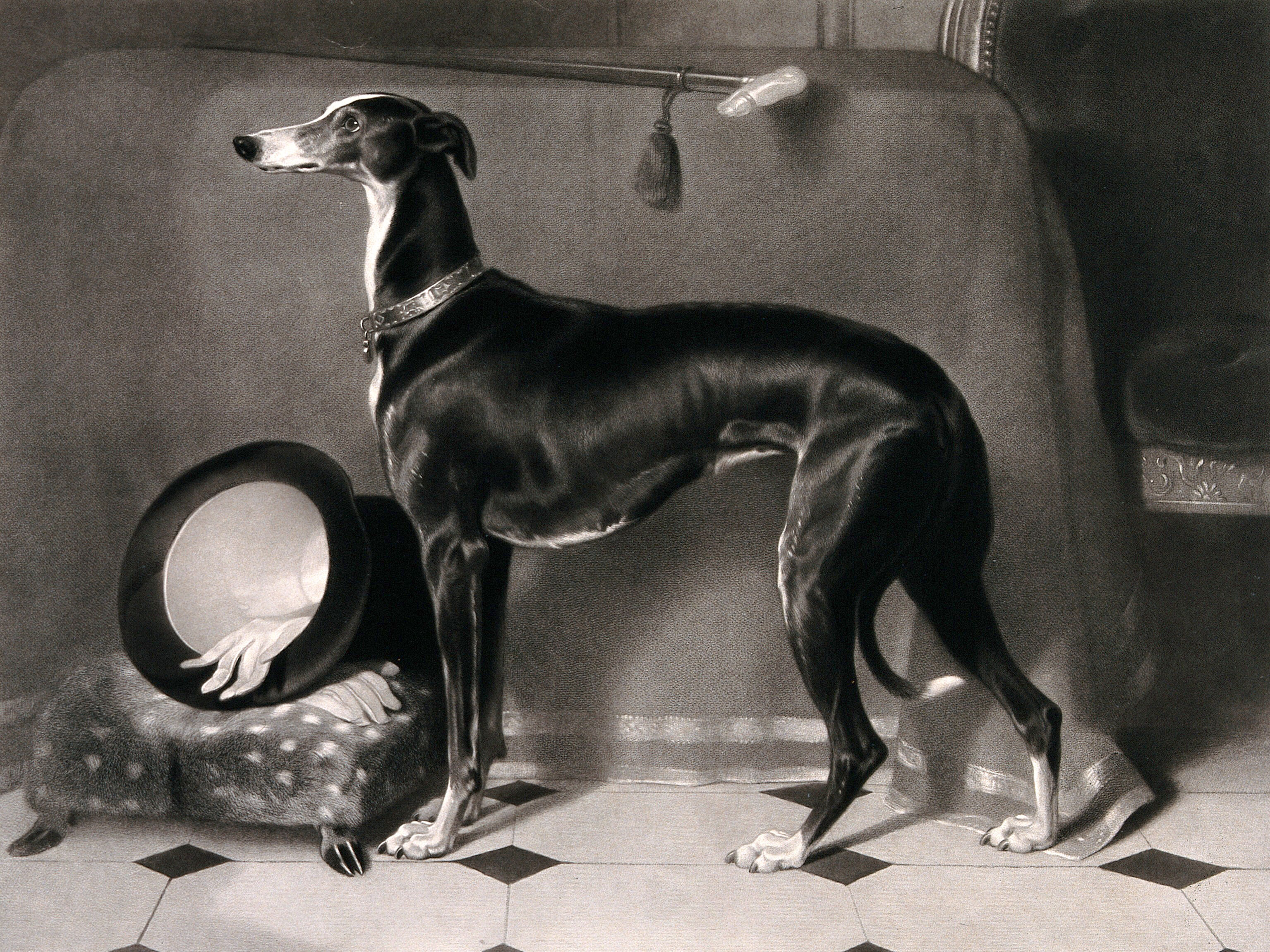 Eos A Greyhound Belonging To Prince Albert Hat And Gloves On A