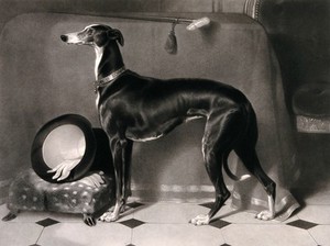 view Eos, a greyhound belonging to Prince Albert; hat and gloves on a stool in the background. Mezzotint by T. Landseer after E. Landseer, ca. 1850.