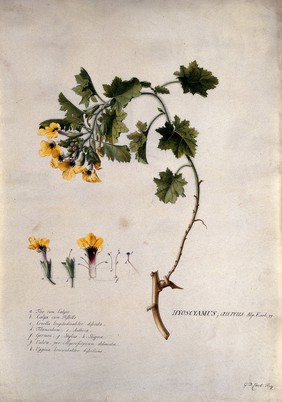 A plant (Hyoscyamus aureus): flowering stem and floral segments. Watercolour by G. D. Ehret, 1736.