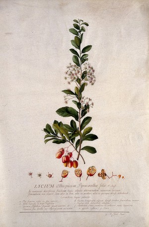 view A plant (Lycium aethiopicum): flowering stem and floral segments. Watercolour by G. D. Ehret, 1736.