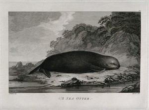 view A sea otter on a shore; encountered by Captain Cook on his third voyage (1777-1780). Engraving by P. Mazell, 1784, after J. Webber.