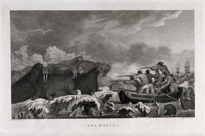 view Captain Cook's men shooting at a herd of walrus in the Arctic Ocean during his third voyage (1777-1780). Engraving by E. Scott and J. Heath, 1784 after J. Webber.