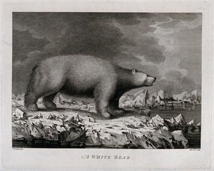 view A polar bear encountered by Captain Cook on his third voyage (1777-1780). Engraving by P. Mazell, 1784, after J. Webber.