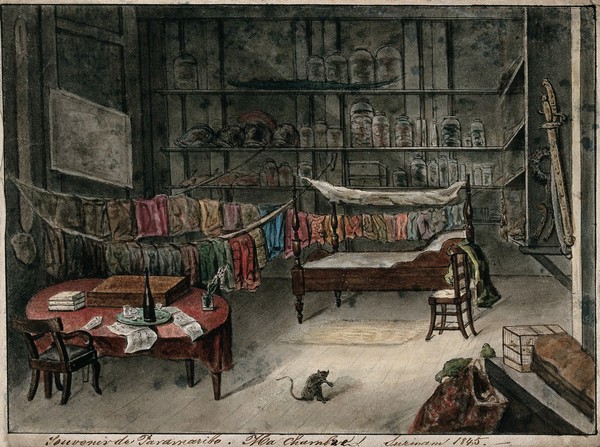 Paramaribo, Surinam: the room of a natural historian. Watercolour, 1845.