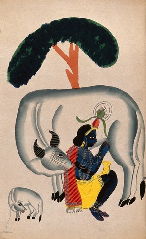 view Krishna milking a cow while the calf looks. Watercolour drawing.