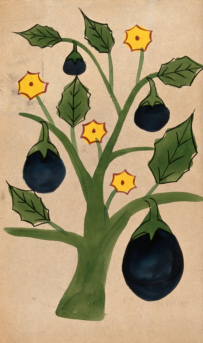 A tree with giant fruits. Watercolour drawing. Collection