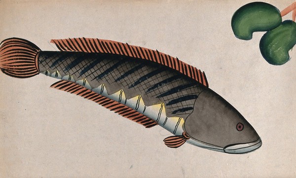 Fish. Watercolour drawing.
