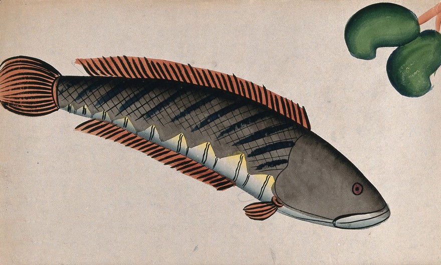 Fish. Watercolour drawing.