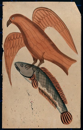 A fish being carried off by a bird. Watercolour drawing.