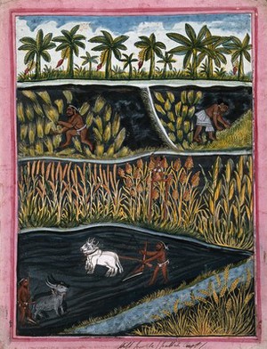 view Indian agriculture and crops. Gouache drawing.