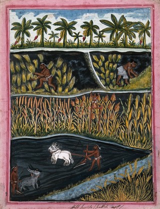 Indian agriculture and crops. Gouache drawing.