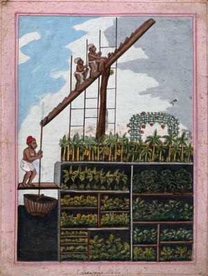 view Indian agriculture: drawing water for crops. Gouache drawing.