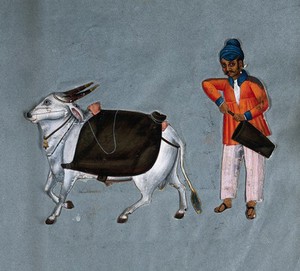 view A puckally (pukhali) or water-carrier of south India, holding a bucket, with an ox. Gouache painting.