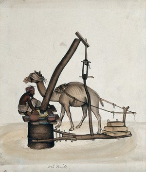 view A man making oil in an oil mill with the help of a camel. Gouache painting by an Indian artist.