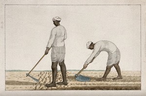 view Two men digging the earth with spades. Watercolour painting by an Indian artist.