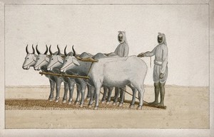 view Two farmers using oxen to plough the land. Watercolour painting by an Indian artist.