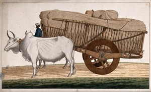 view A man driving a loaded bullock cart. Watercolour painting by an Indian artist.