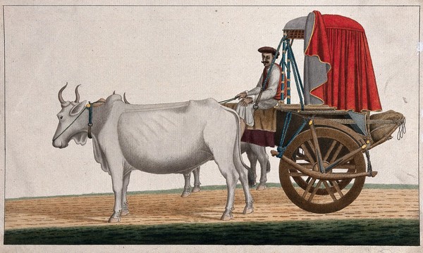 A man driving a bullock cart with a canopied top. Gouache painting by an Indian artist.