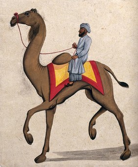 A man riding on a camel. Gouache painting by an Indian artist.