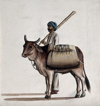 A man holding a stick, standing beside an ox carrying a load. Gouache painting by an Indian artist.