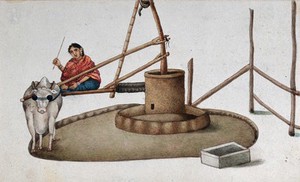 view Delhi: a woman making a cow work the oil mill. Watercolour by an Indian artist.