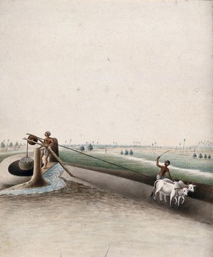 view Two men using a pulley drawn by oxen to draw water from a well. Watercolour by an Indian artist.