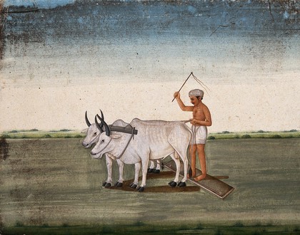 A man raises a stick as the oxen plough the land. Watercolour by an Indian artist.