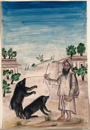 view A street entertainer makes two sloth bears on a lead, dance to music as part of an act. Gouache painting by an Indian artist.