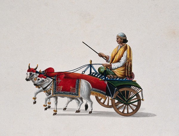 A man driving a bullock cart (ox cart) richly decorated. Gouache by an Indian artist.