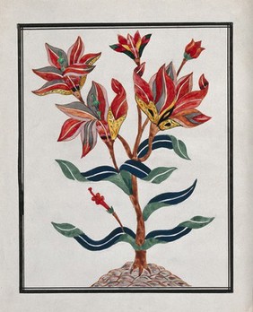 A flowering plant; a design for pietra dura (marble inlaid with semi-precious stones). Gouache painting by an Indian artist.