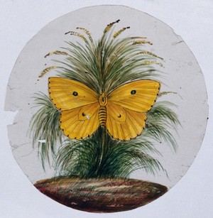 view A yellow butterfly with two 'eyes'. Gouache painting on mica by an Indian artist.