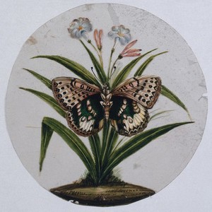 view A pink, brown and green spotted butterfly. Gouache painting on mica by an Indian artist.