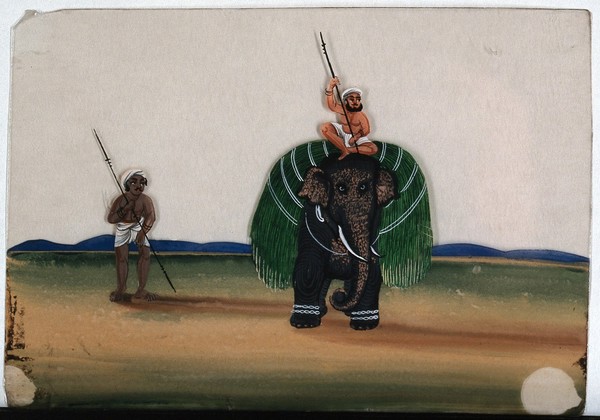 A man sitting on top of an elephant, which is carrying a bundle of long green harvest. Gouache painting on mica by an Indian artist.