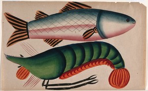 view A lobster and a fish. Gouache painting by an Indian artist, 18--.