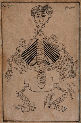 Bones of the human body. Watercolour drawing by a Persian artist.