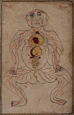 Viscera and arteries. Watercolour drawing by a Persian artist.