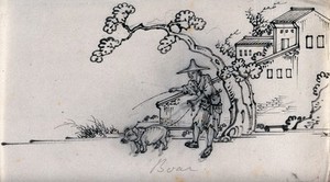 view A Chinese man with a boar on a lead. Ink drawing, China, 18--?.