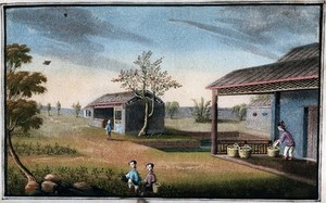 view A tea plantation in China: workers pick the tea leaves and place them in baskets. Gouache, China, 1800/1850.