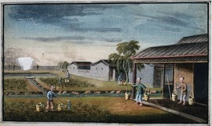 view A tea plantation in China: workers water the young tea plants. Gouache, China, 1800/1850.