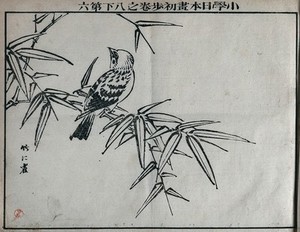 view A bird sitting on a branch. Woodcut, 18--.