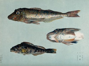 view Two fish, and a detail of a fish. Colour lithograph, 1884.
