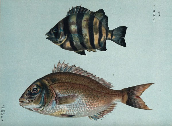 Two fish. Colour lithograph, 1884.