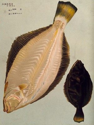 view Two fish. Colour lithograph, 1884.