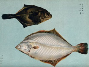 view Two fish. Colour lithograph, 1884.