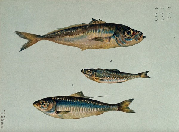 Three fish. Colour lithograph, 1884.