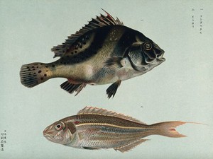 view Two fish. Colour lithograph, 1884.