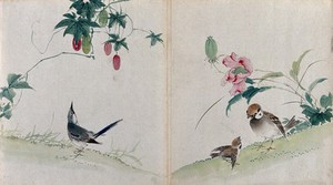 view Watercolours of birds with fruit and flowering plants