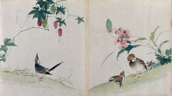 Watercolours of birds with fruit and flowering plants