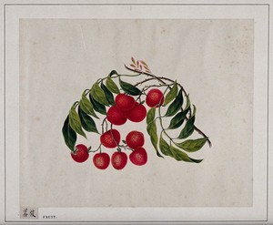 view Bright, cherry-red berries, with green leaves. Painting by a Chinese artist, ca. 1850.