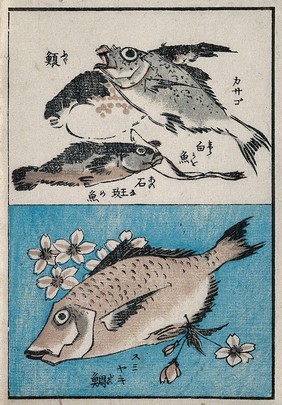 Fish swimming. Colour woodcut, 18--.